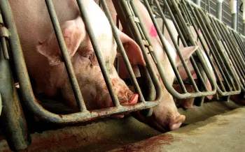 Pigs in a confined area