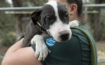 FL Dogfighting Rescue - Clay County