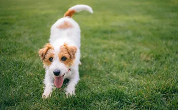 Playful jack russell terrier dog on the lawn