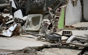 Dog sitting amongst rubble