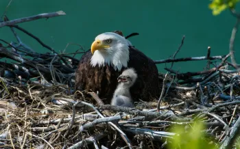 Bald eagle with white head and yellow beak sits in a nest of twigs beside a fluffy eaglet. The background is a blurred green.