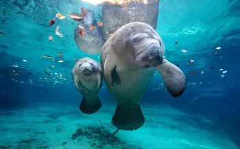 Adult manatee and calf