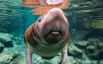 Manatee swimming underwater