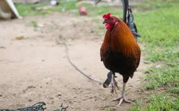 rooster tethered