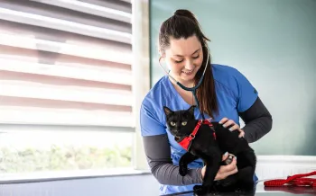 A veterinarian with a cat