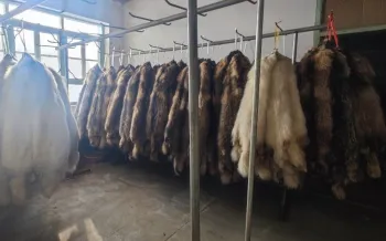 Room with several racks on which animal pelts are hung