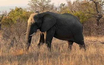 Elephant walking through plains
