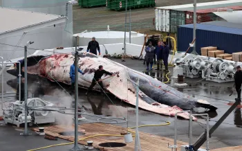 Workers at a dock are butchering a large whale laid out on the wet pavement.