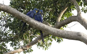 Hyacinth Macaw