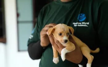 Nagaland, India dog meat trade