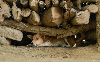 A small brown-and-white dog lies under a low stack of firewood.
