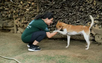 A woman crouches down to greet a tan-and-white dog
