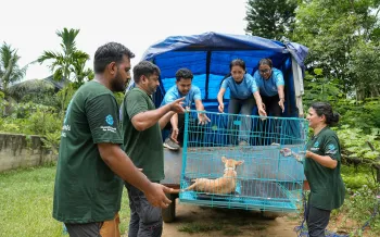 Members and volunteers of Humane World for Animals load rescued dogs onto a truck before transporting them to a shelter