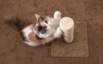 Cat clawing a cat scratching post