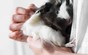 Person holding a black and white guinea pig