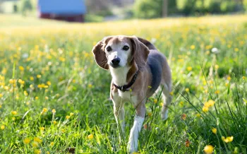 A small dog stands in a sunny meadow filled with yellow wildflowers.