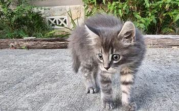 a gray tabby kitten standing outside alone on a sidewalk