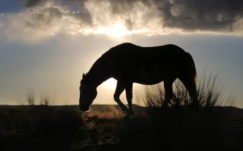 A silhouette of a horse against a sunrise