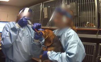 A beagle is used in a forced-ingestion practice session in which a tube is shoved down the dog's throat until it reaches his stomach.