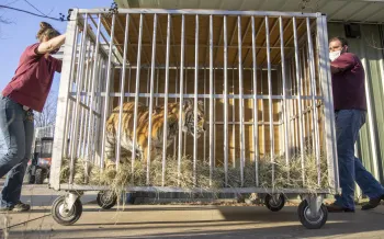 A tiger inside a metal cage on wheels, being transported by two individuals.