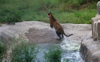 A tiger jumping away from a body of water.