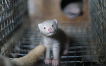 A young, pale-colored mink standing inside a metal mesh cage.
