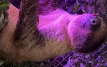 A sloth hanging upside down.