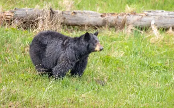 Black bear in a field