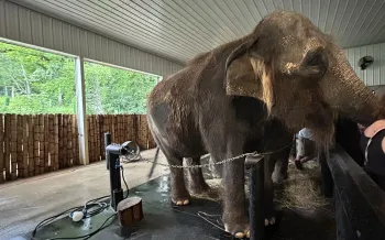 An elephant stands inside a covered enclosure, secured by a chain.