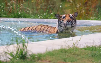 A tiger is partially submerged in a shallow pool, cooling off in the water.