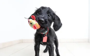 Black puppy with toy in its mouth