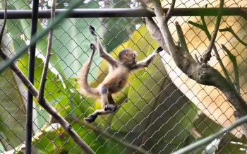 A young spider monkey climbs on the fence of their enclosure at Rescate Wildlife Rescue Center's rehabilitation center on November 17, 2025. Like all the other monkeys at Rescate, this spider monkey lost their mother and/or had negative interactions with humans.