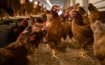 indoor chicken coop filled with brown hens