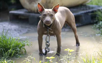 A chained brown dog stands in a muddy puddle