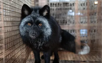 A black and silver fox inside a wire cage.