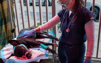 Veterinarian examining dog in an emergency clinic 