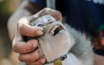 A person holding the head of a small monkey.