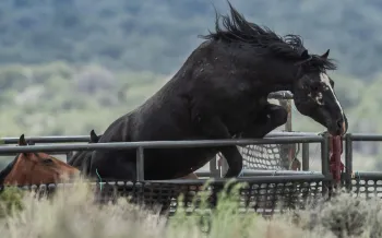 A wild American mustang attempts to jump over metal barrier
