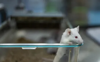 A female mouse stands up to sniff and look over the edge of her container after its lid is opened at a biomedical breeding facility housing 7,000 mice and rats. Several strains of mice, including C57BL/6, are bred at this lab. The animals live either alone in the containers, with breeding partners, or with their young. Undisclosed location, Mexico, 2025. Jo-Anne McArthur / Te Protejo / We Animals