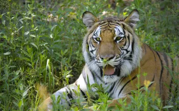 A tiger resting amidst green foliage.