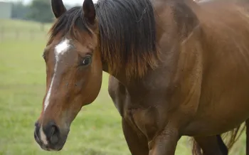 Horse, retired from racing, in a field
