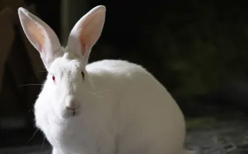 A photo of a white rabbit against a dark background.