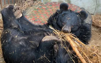 Two moon bears rescued from a bear bile farm in South Korea on 8th March 2026 enjoy their new freedom at Project Moon Bear's quarantine pen before being able to explore the larger enclosure at the sanctuary.