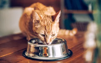 Cat eating out of a stainless steel bowl.