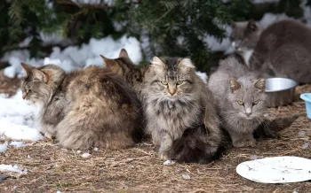 Five cats living outdoors in frozen conditions, just before rescue. 