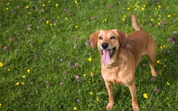 Dog wearing brown dog collar standing in a field with flowers