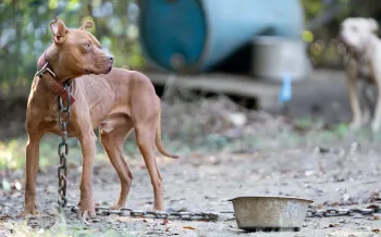 A dog is chained with a heavy chain, outside. 