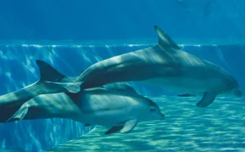 Dolphins swimming gracefully underwater in captivity.