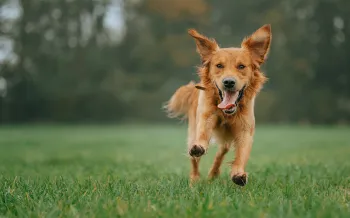 Happy dog running outdoors