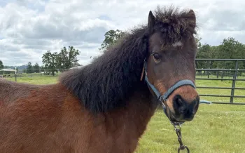 A pony, outside in a fenced enclosure.